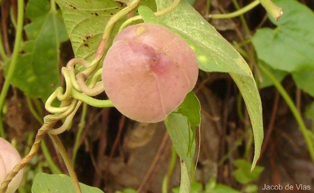 Operculina turpethum (L.) Silva Manso
